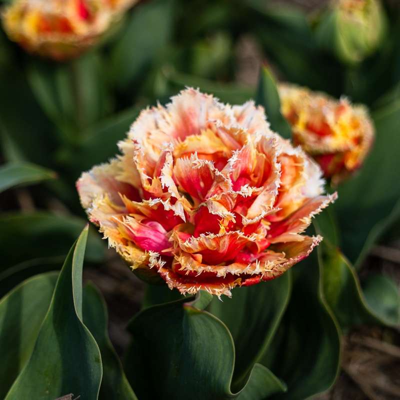 Tulipan 'Brisbane'